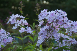 Phlox paniculata bestellen